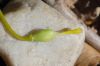 image of Erythronium americanum