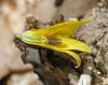 image of Erythronium americanum