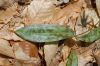 image of Erythronium americanum