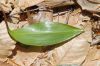 image of Erythronium americanum