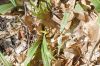 image of Erythronium americanum