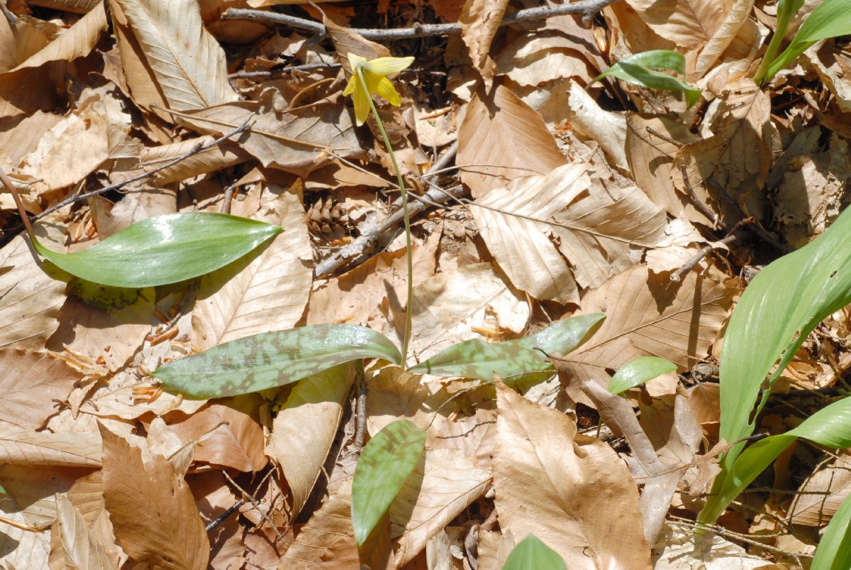 Liliaceae Erythronium americanum