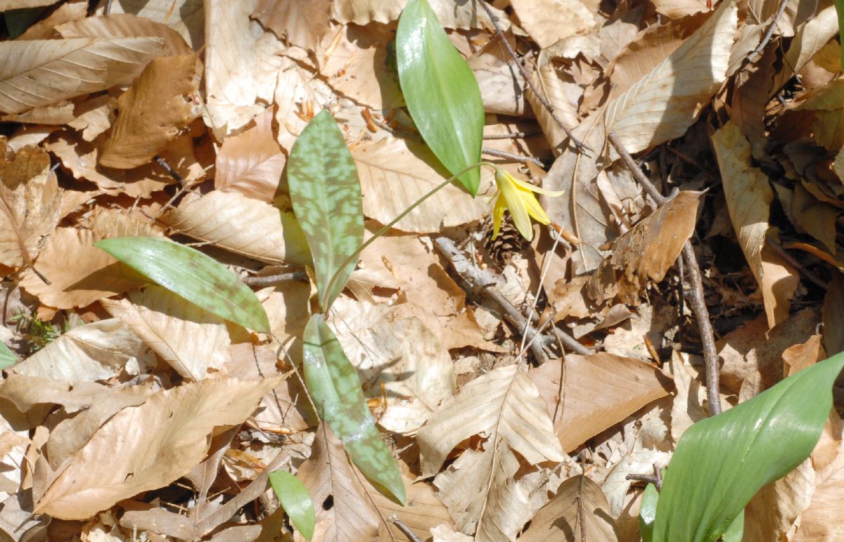 Liliaceae Erythronium americanum