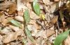 image of Erythronium americanum