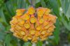 image of Bomarea multiflora