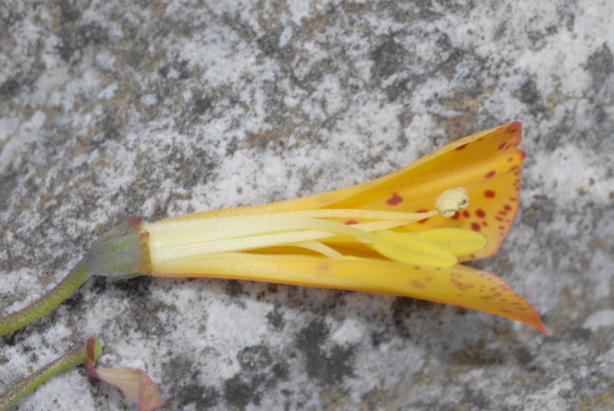 Alstroemeriaceae Bomarea multiflora