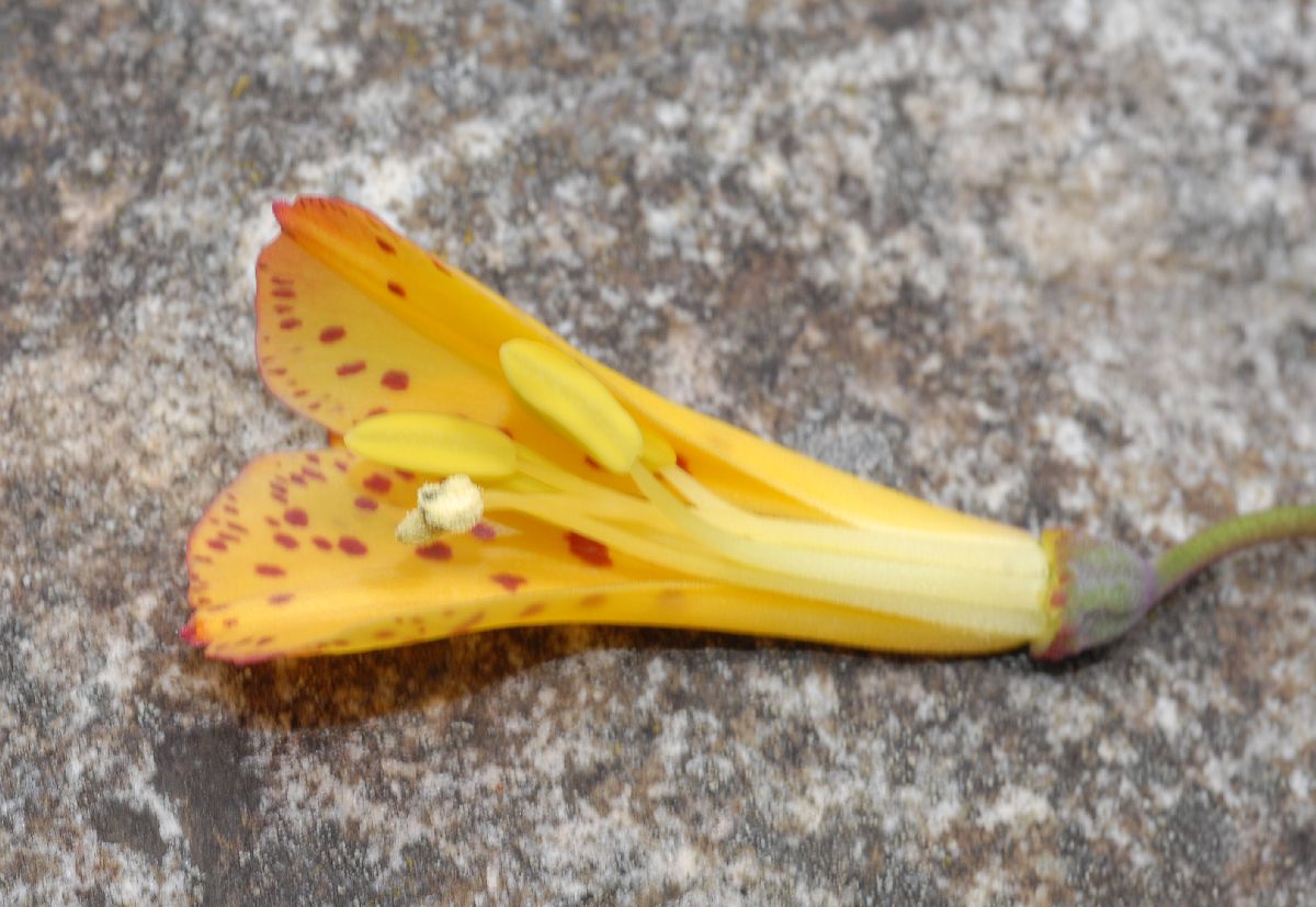 Alstroemeriaceae Bomarea multiflora