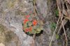 image of Bomarea multiflora