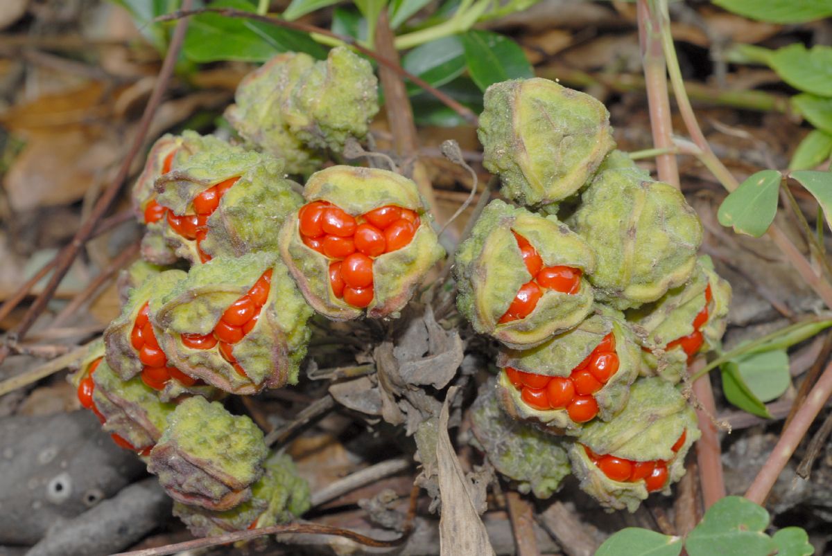 Alstroemeriaceae Bomarea multiflora