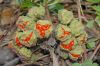 image of Bomarea multiflora