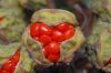 image of Bomarea multiflora