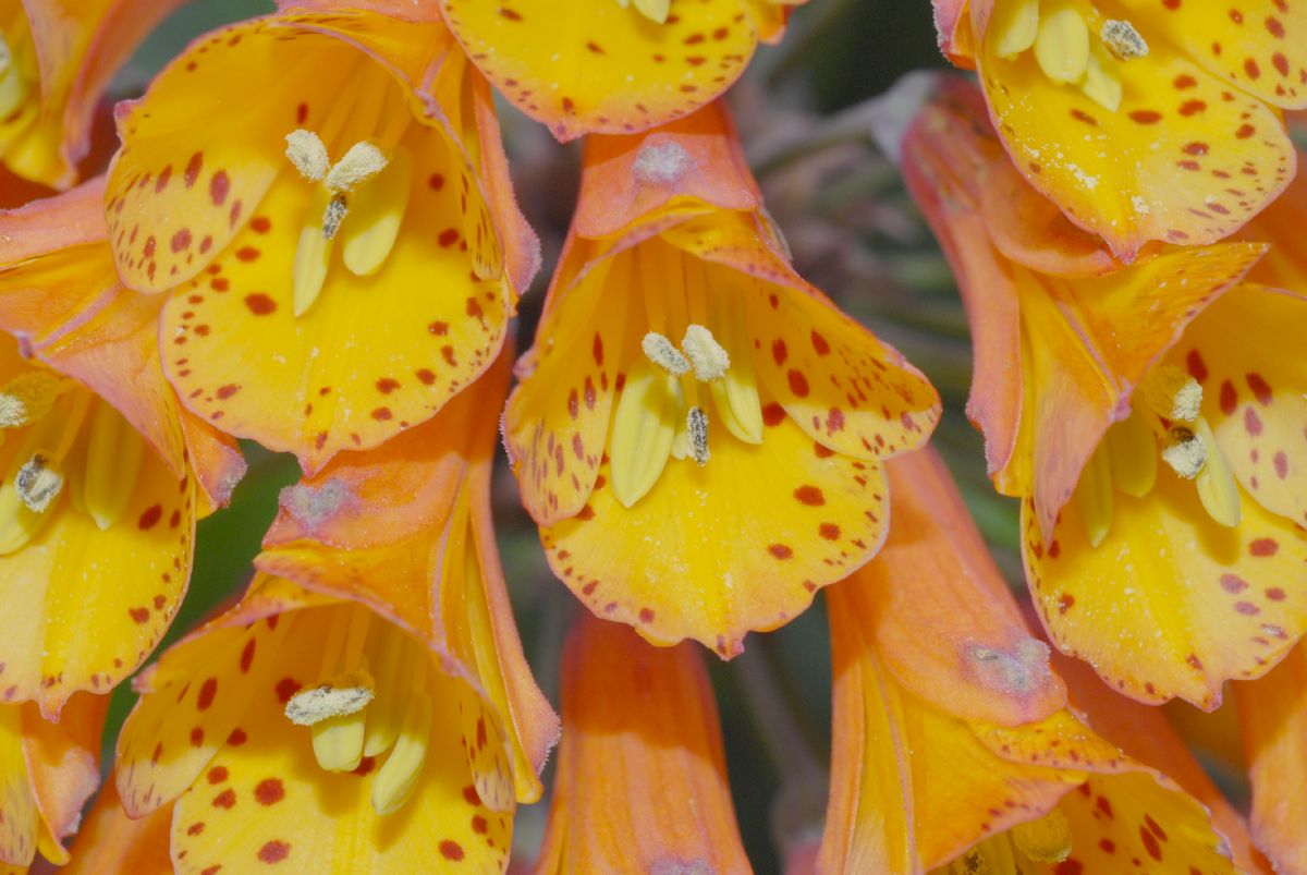 Alstroemeriaceae Bomarea multiflora