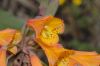 image of Bomarea multiflora