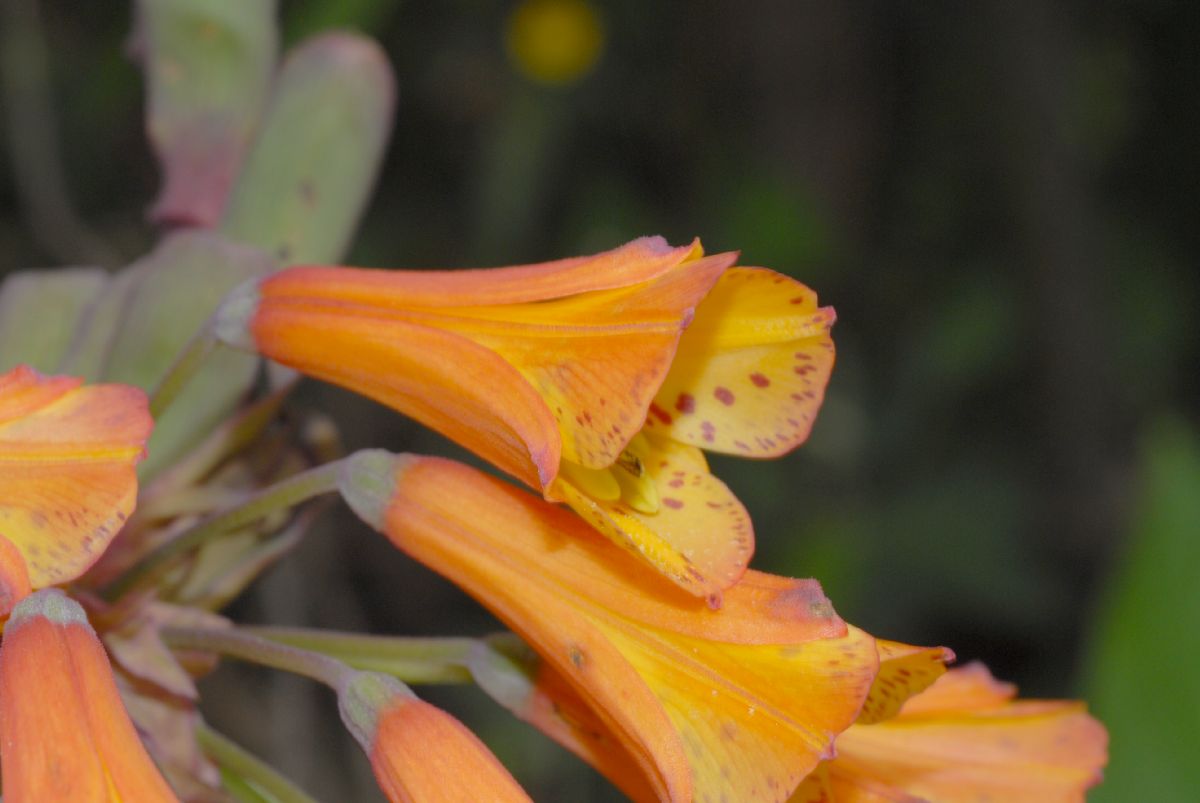 Alstroemeriaceae Bomarea multiflora