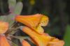 image of Bomarea multiflora