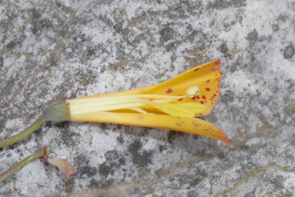 Alstroemeriaceae Bomarea multiflora