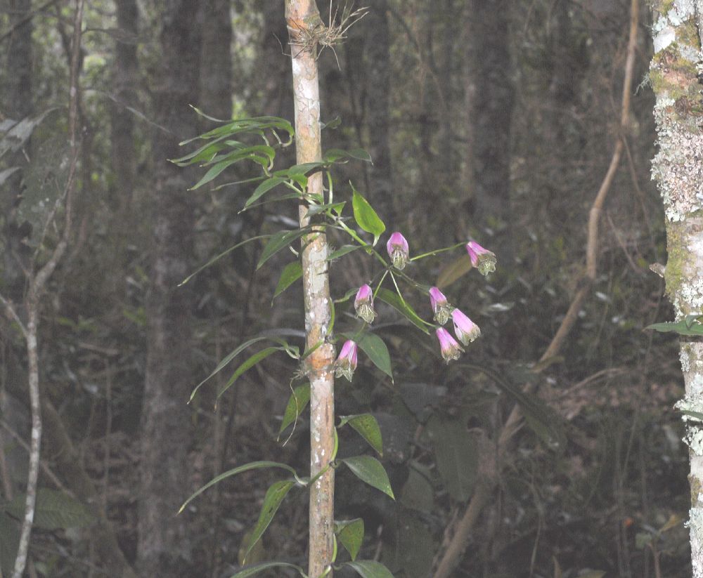 Alstroemeriaceae Bomarea 