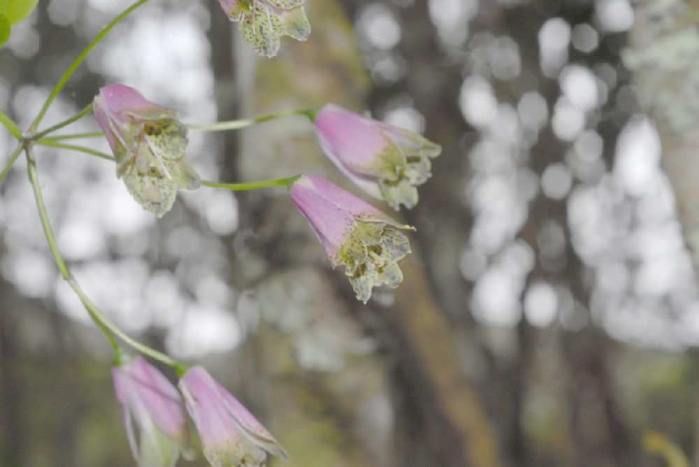 Alstroemeriaceae Bomarea 