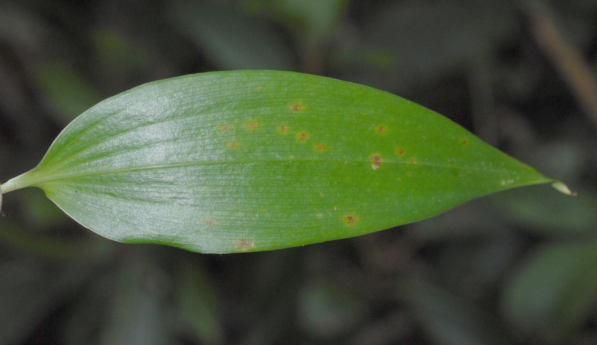Alstroemeriaceae Bomarea 