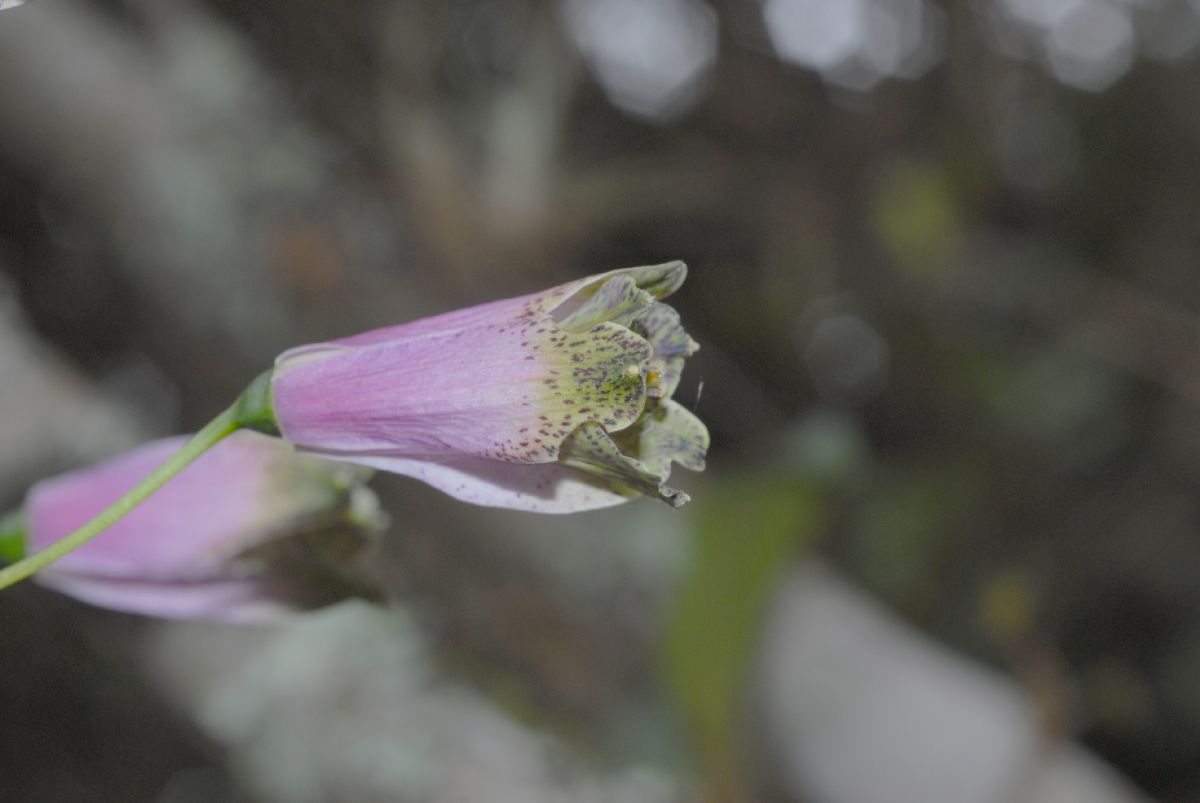 Alstroemeriaceae Bomarea 