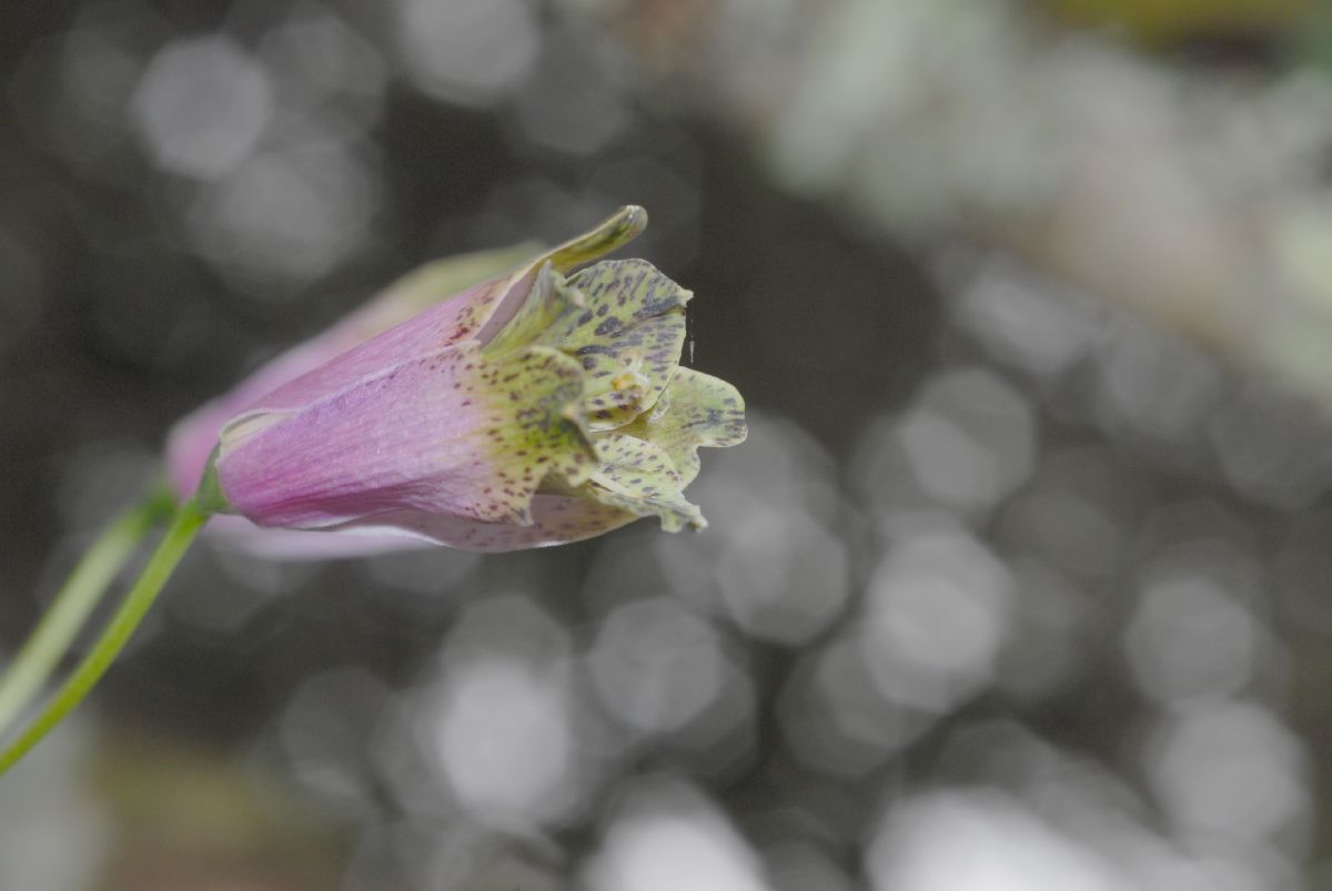 Alstroemeriaceae Bomarea 