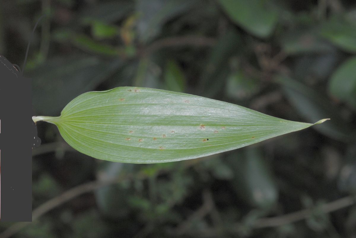 Alstroemeriaceae Bomarea 
