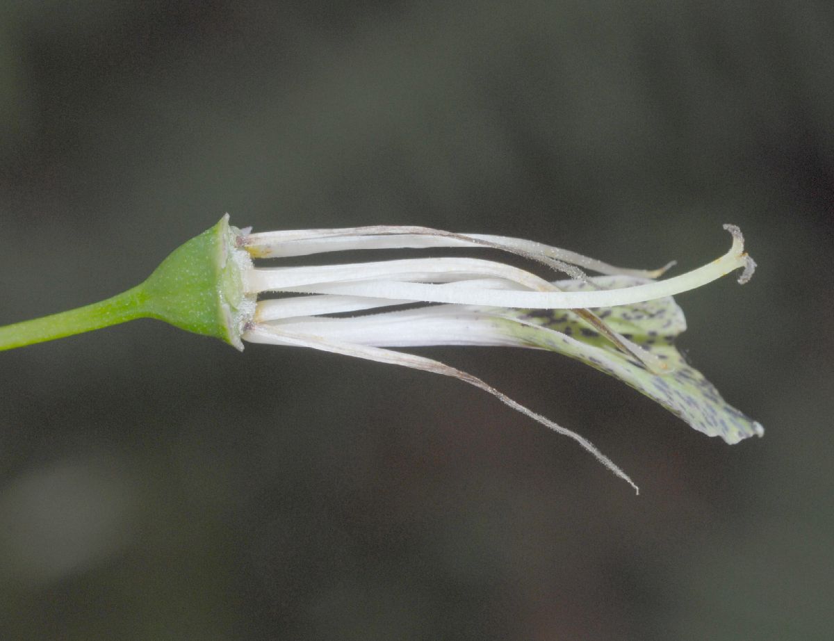 Alstroemeriaceae Bomarea 