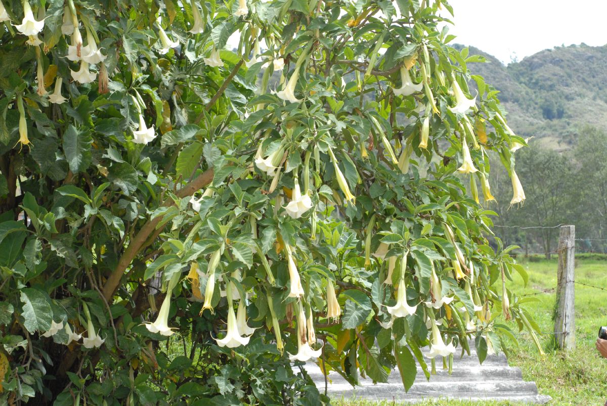 Solanaceae Brugsmansia versicolor