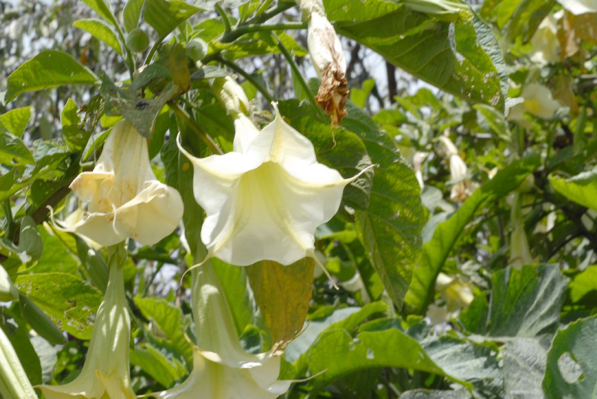 Solanaceae Brugsmansia versicolor