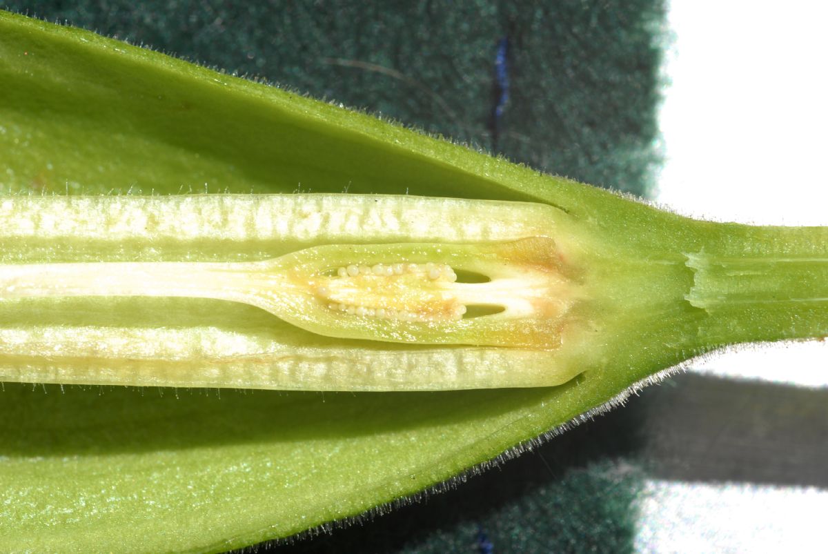 Solanaceae Brugsmansia versicolor