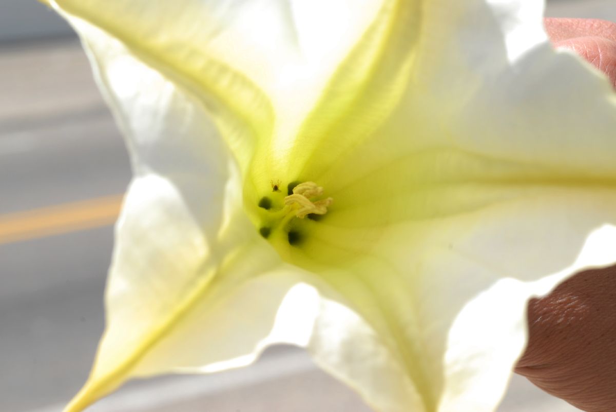 Solanaceae Brugsmansia versicolor