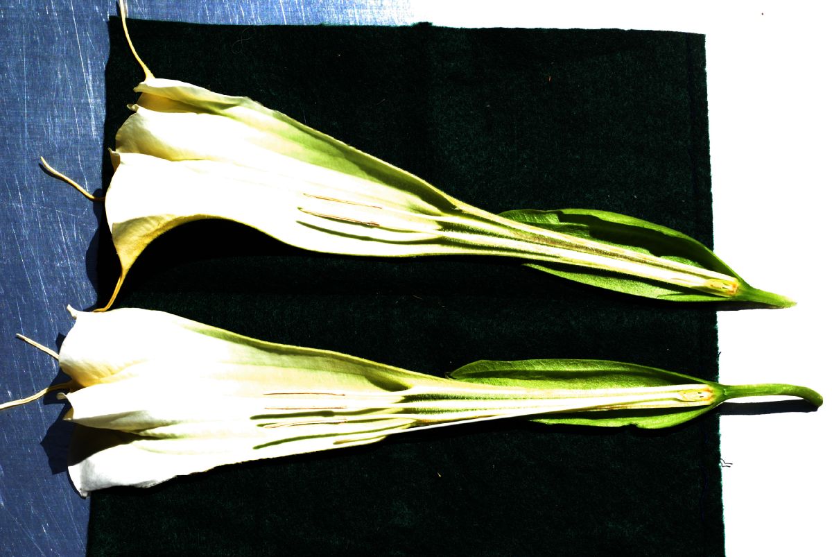Solanaceae Brugsmansia versicolor