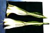 image of Brugsmansia versicolor