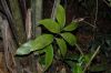 image of Zamia cunaria
