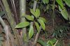 image of Zamia cunaria