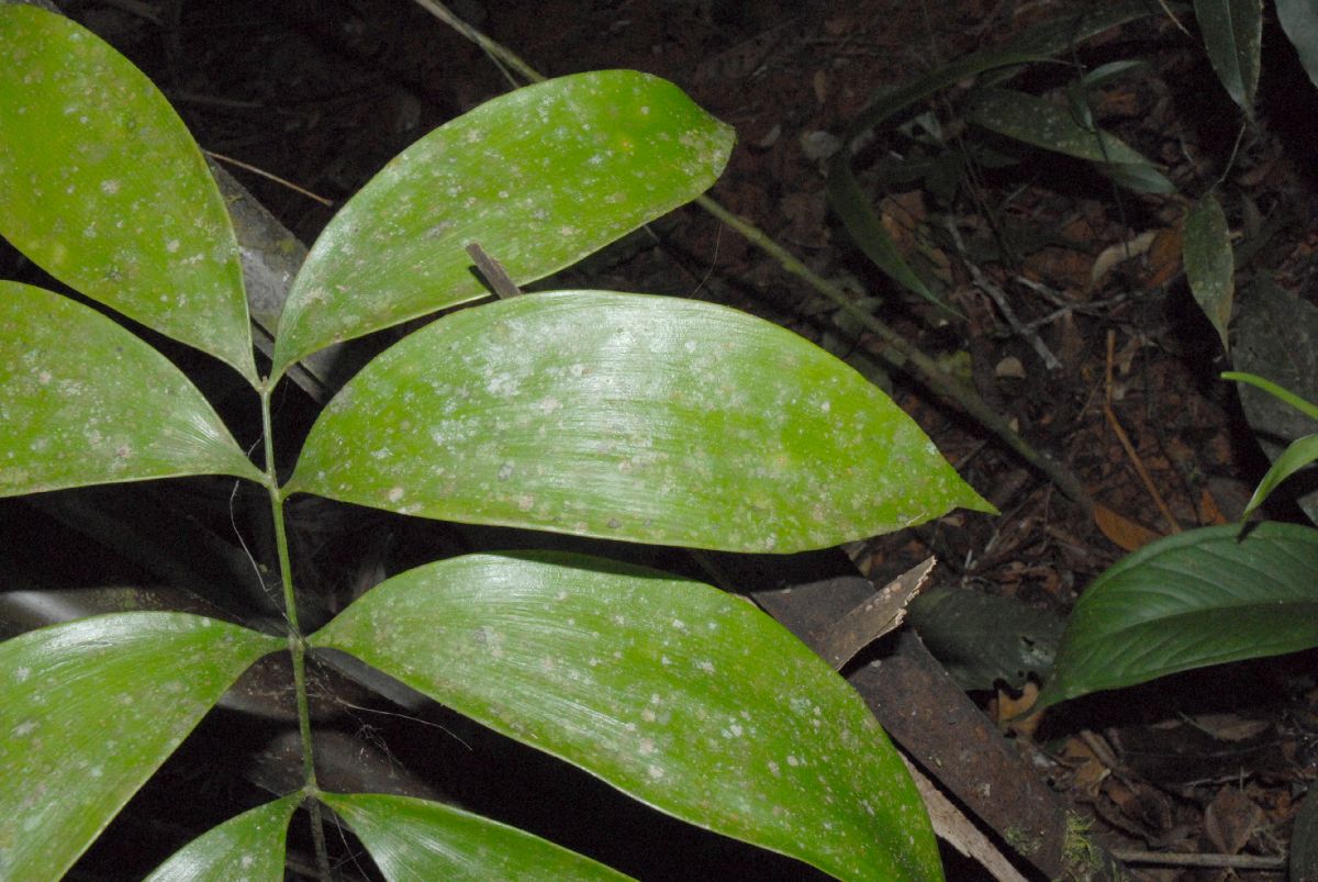 Zamiaceae Zamia cunaria