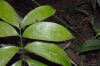 image of Zamia cunaria