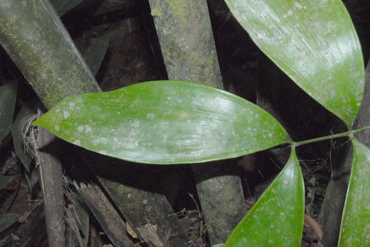 Zamiaceae Zamia cunaria