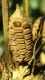 image of Zamia cunaria