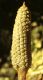image of Zamia cunaria