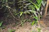 image of Zamia dressleri