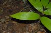 image of Zamia dressleri