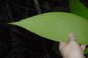 image of Zamia dressleri