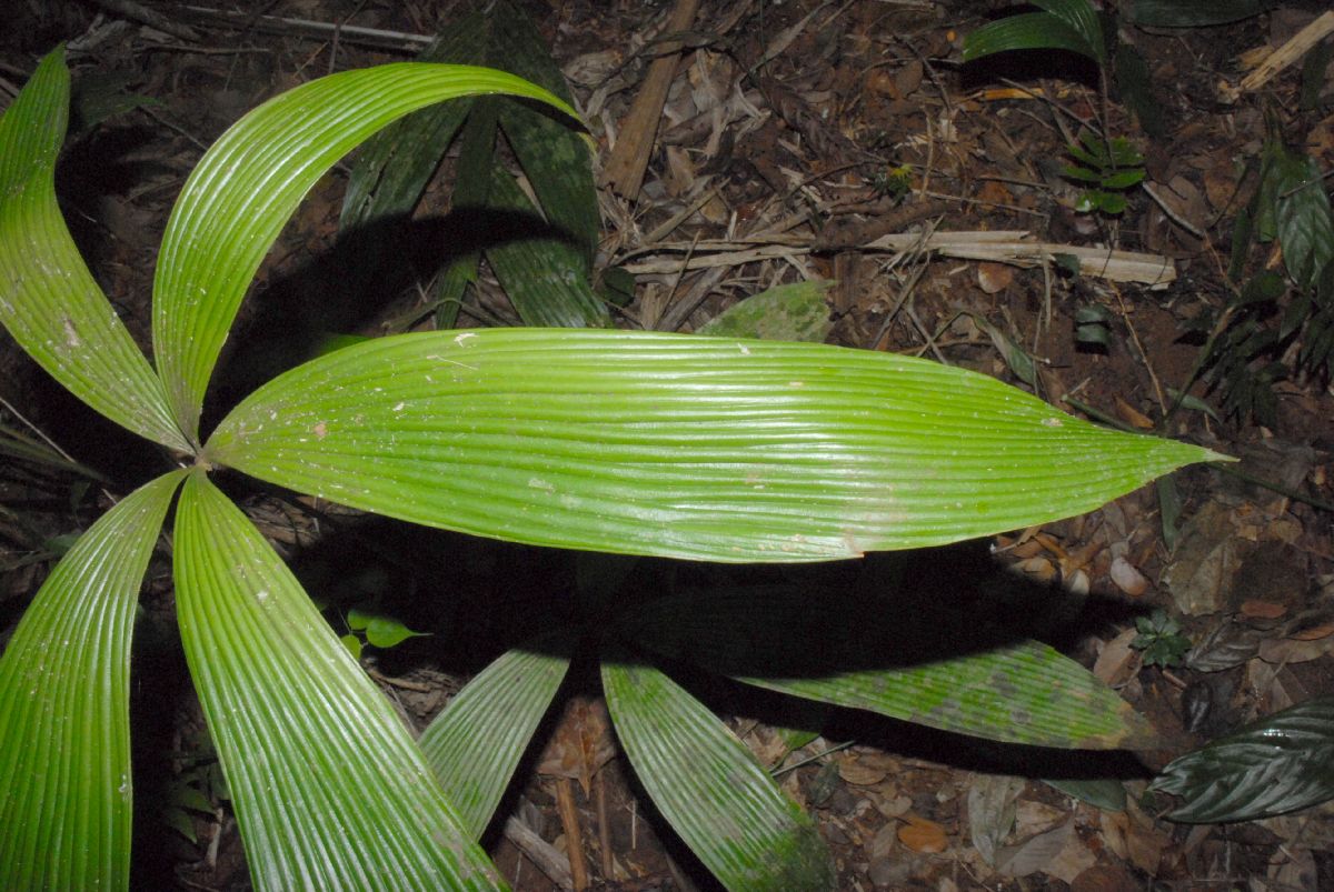 Zamiaceae Zamia dressleri