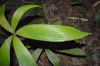 image of Zamia dressleri