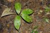 image of Zamia dressleri