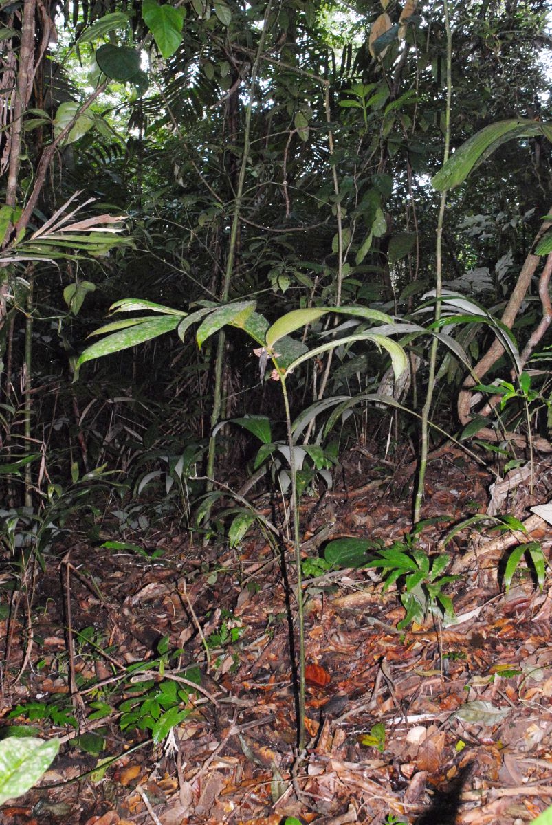 Zamiaceae Zamia dressleri
