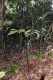 image of Zamia dressleri