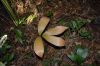 image of Zamia dressleri