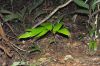 image of Zamia dressleri